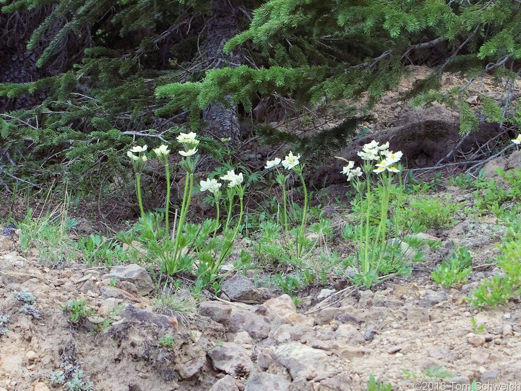 Ranunculaceae Anemone narcissaflora zephyra