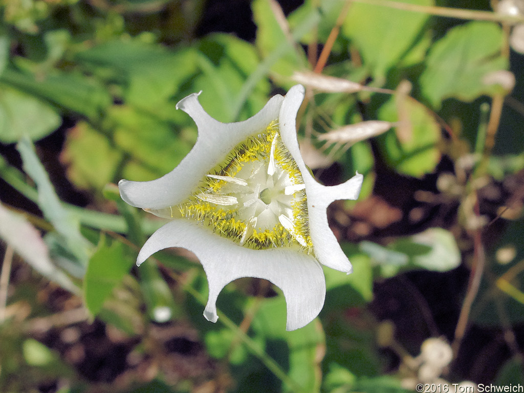 Liliaceae Calochortus gunnisonii