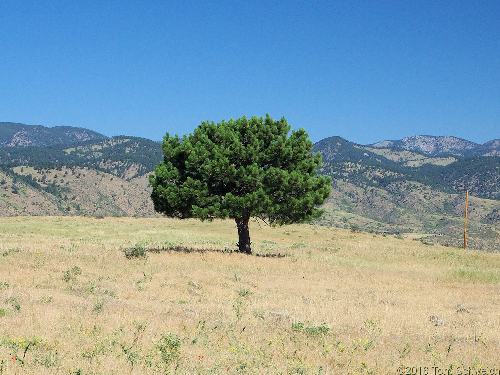 Pinaceae Pinus ponderosa