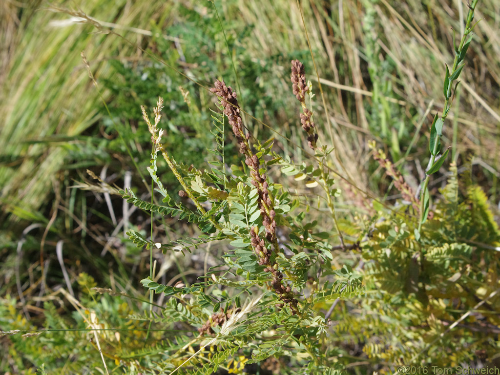 Fabaceae Amorpha nana
