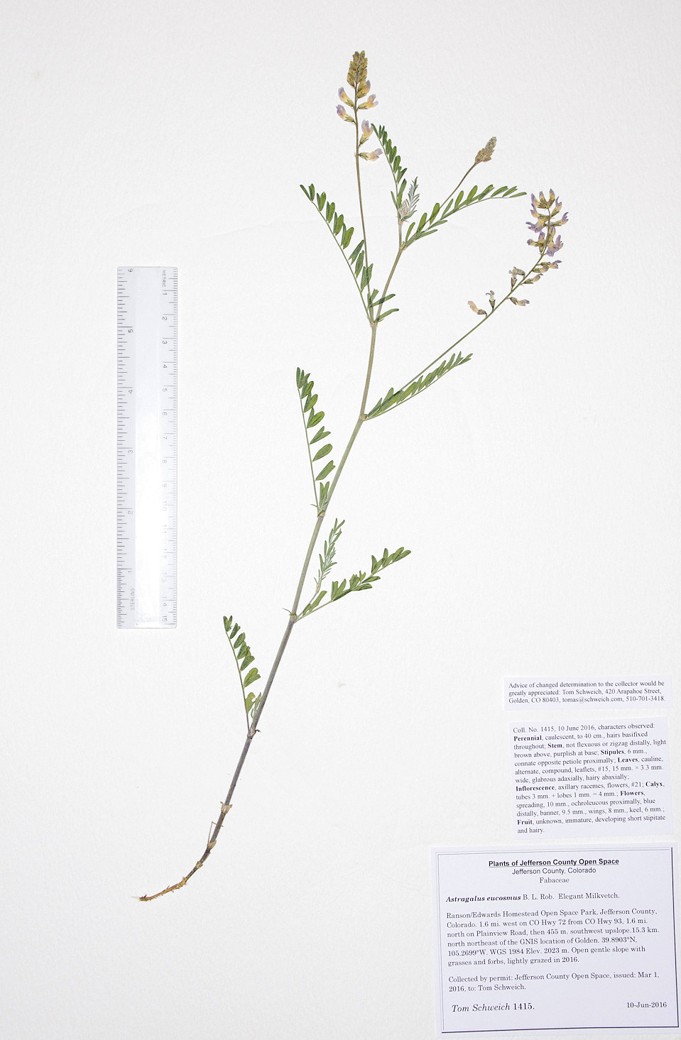 Fabaceae Astragalus euscosmus