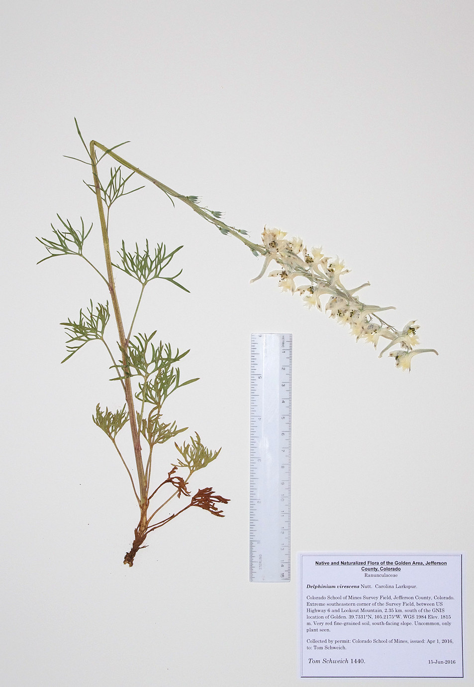 Ranunculaceae Delphinium carolinianum virescens
