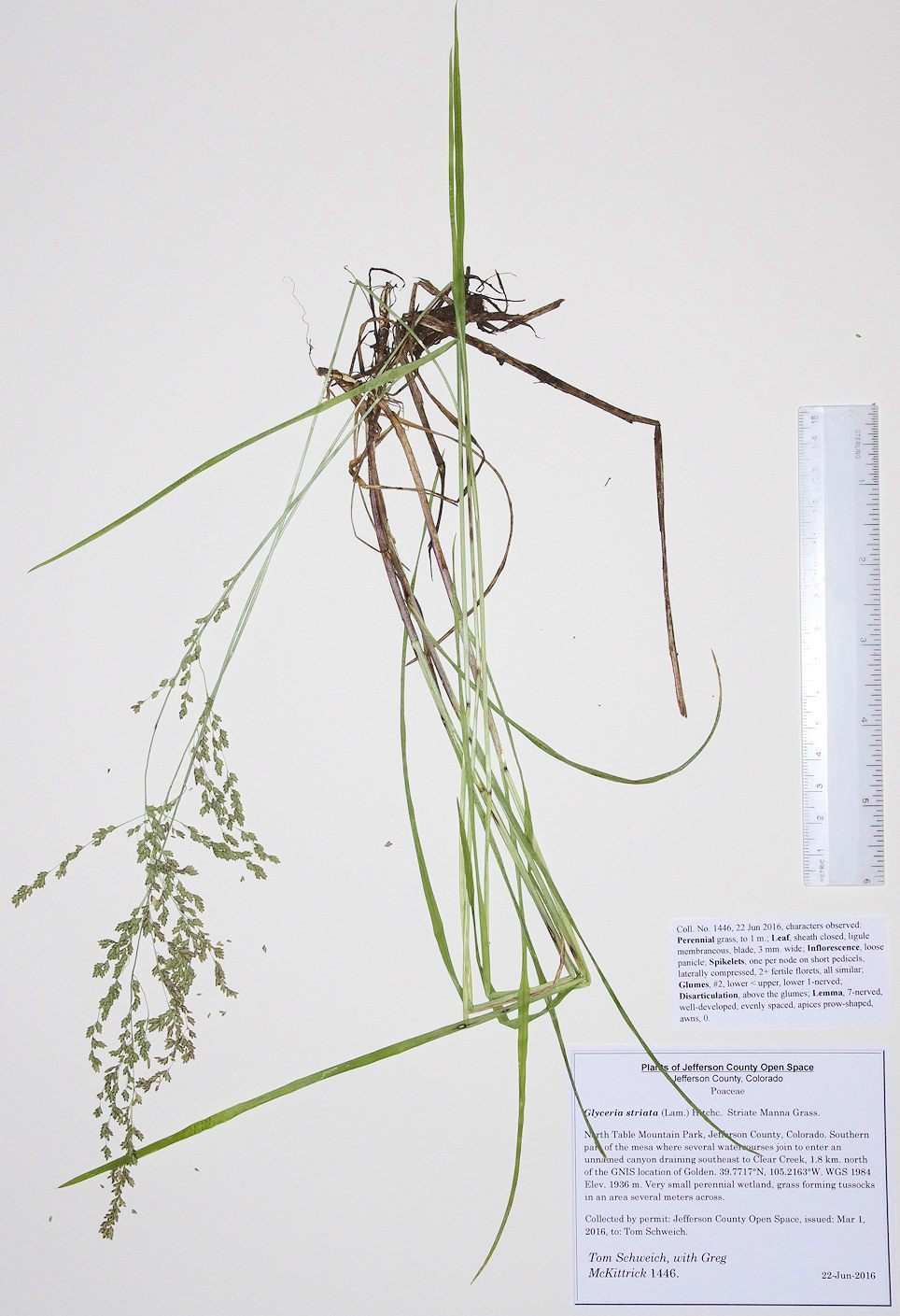 Poaceae Glyceria striata