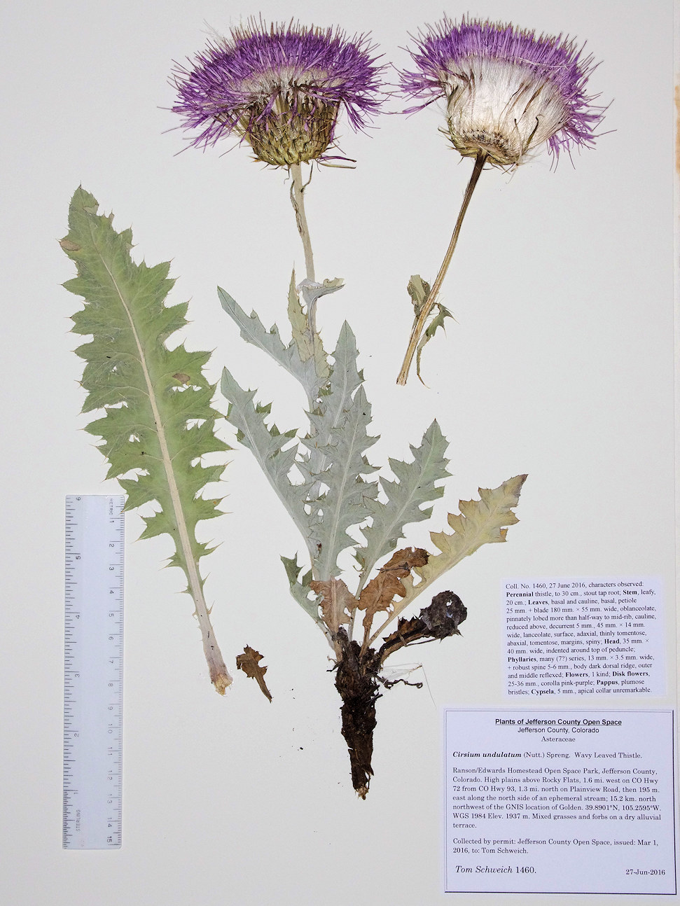 Asteraceae Cirsium undulatum