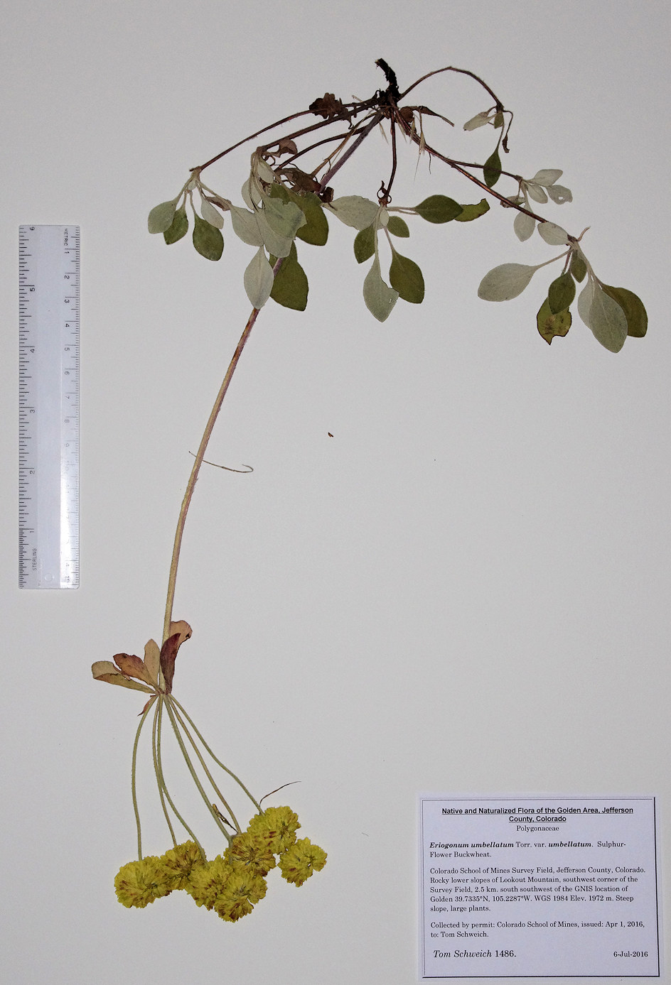 Polygonaceae Eriogonum umbellatum umbellatum