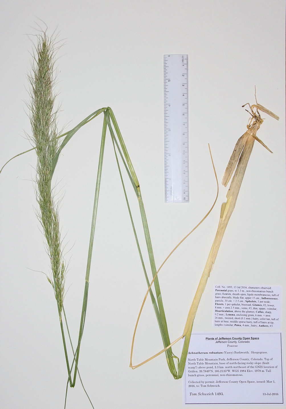 Poaceae Achnatherum robustum