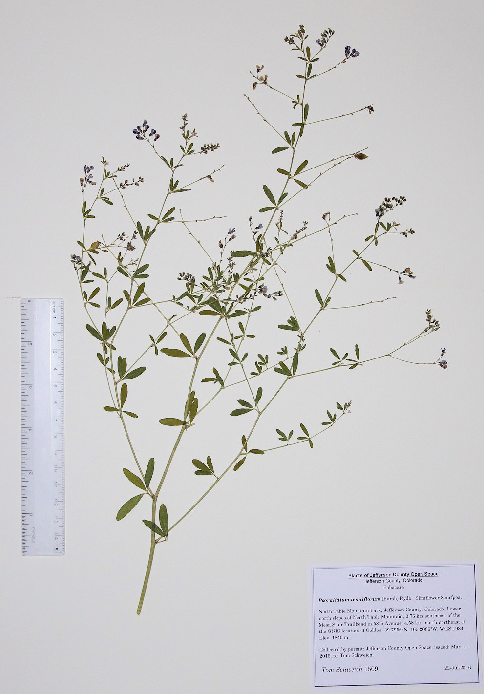 Fabaceae Psoralidium tenuiflorum