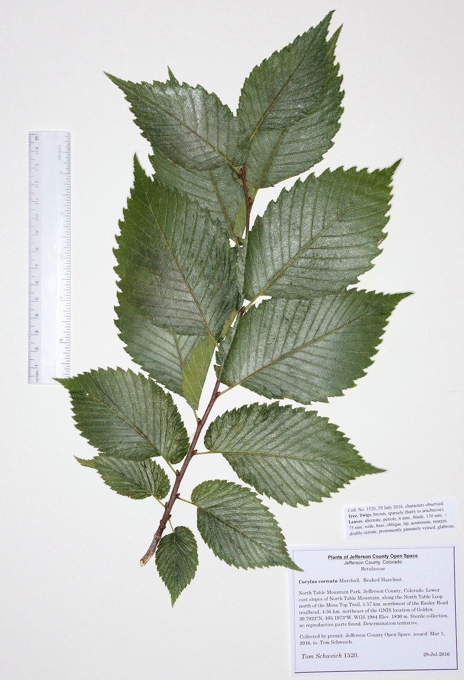 Ulmaceae Ulmus americana