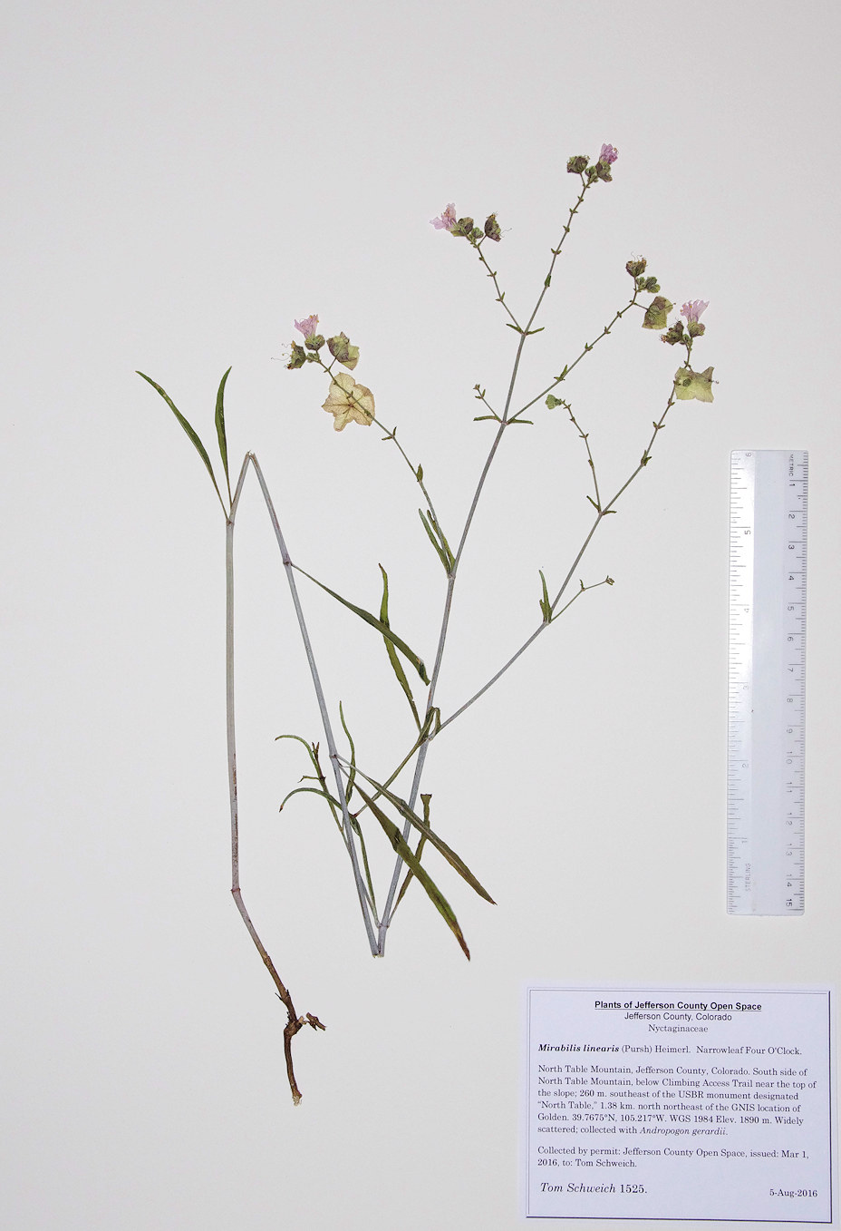 Nyctaginaceae Mirabilis linearis