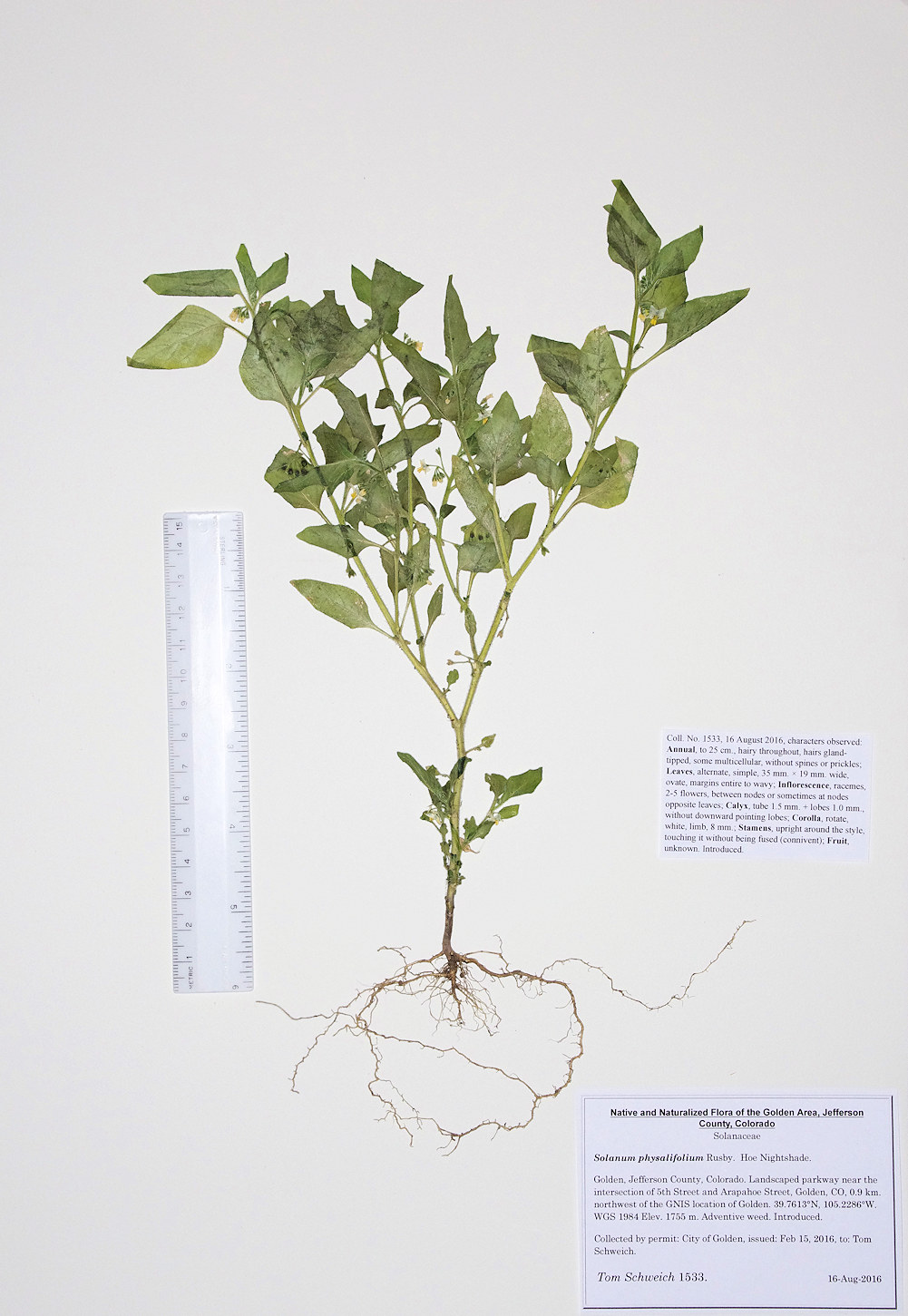 Solanaceae Solanum physalifolium
