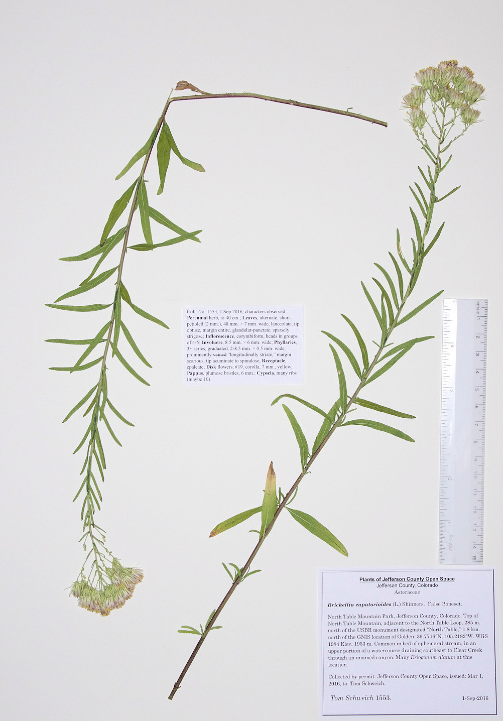 Asteraceae Brickellia eupatorioides