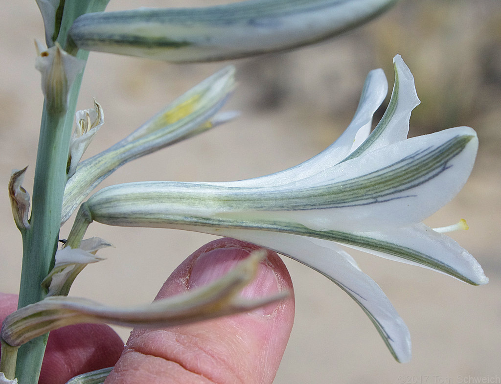 Agavaceae Hesperocallis undulata