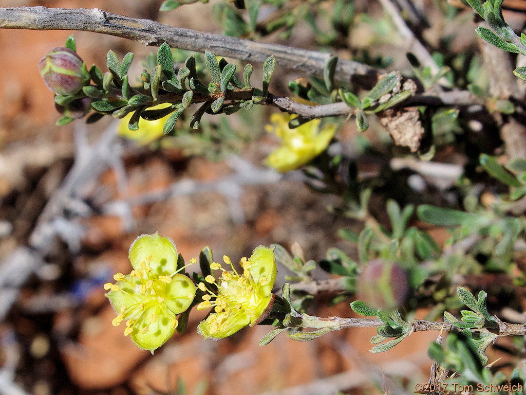 Rosaceae Coleogyne ramosissima