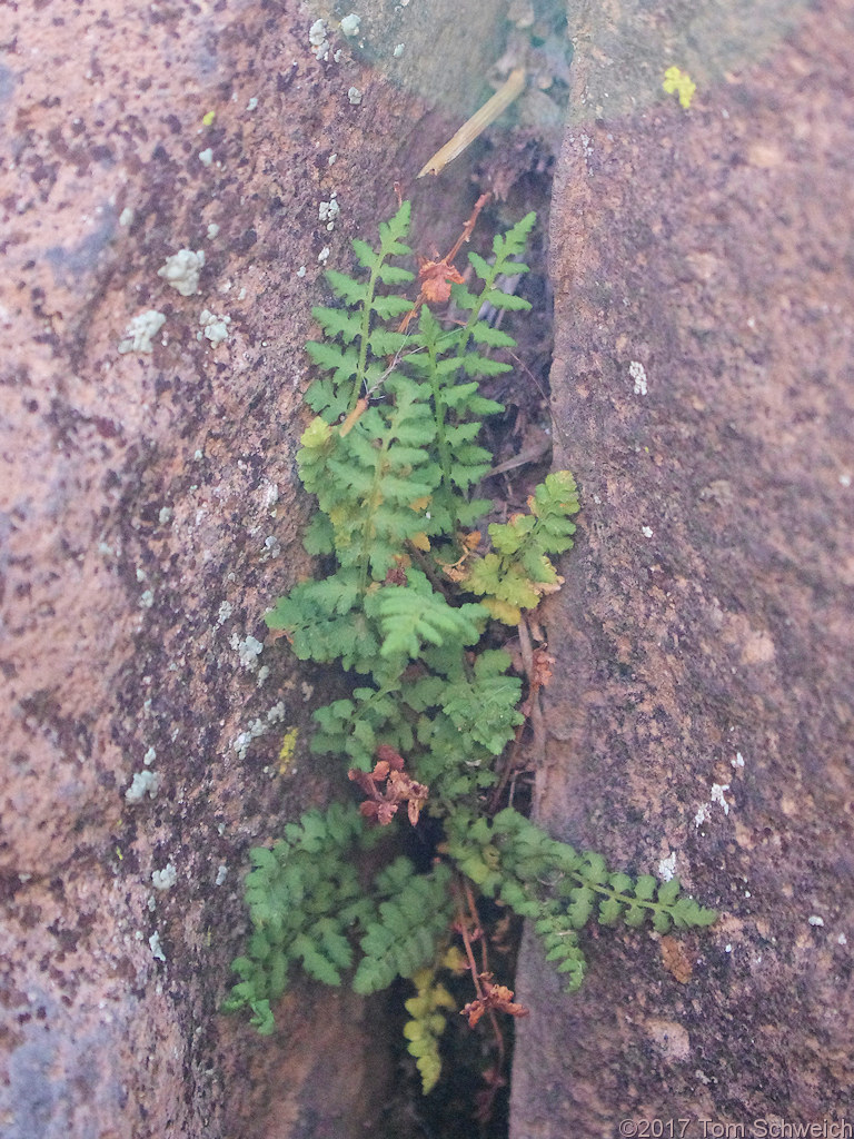 Dryopteridaceae Woodsia oregana cathcartiana