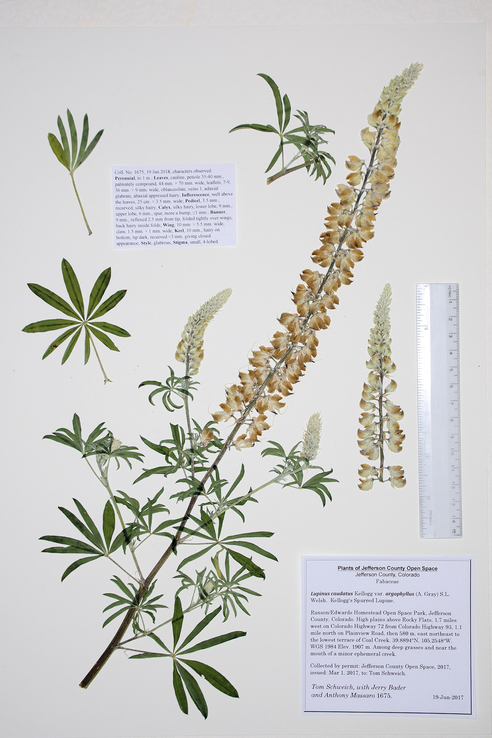 Fabaceae Lupinus caudatus argophyllus