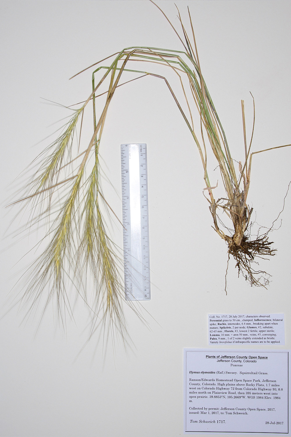 Poaceae Elymus elymoides