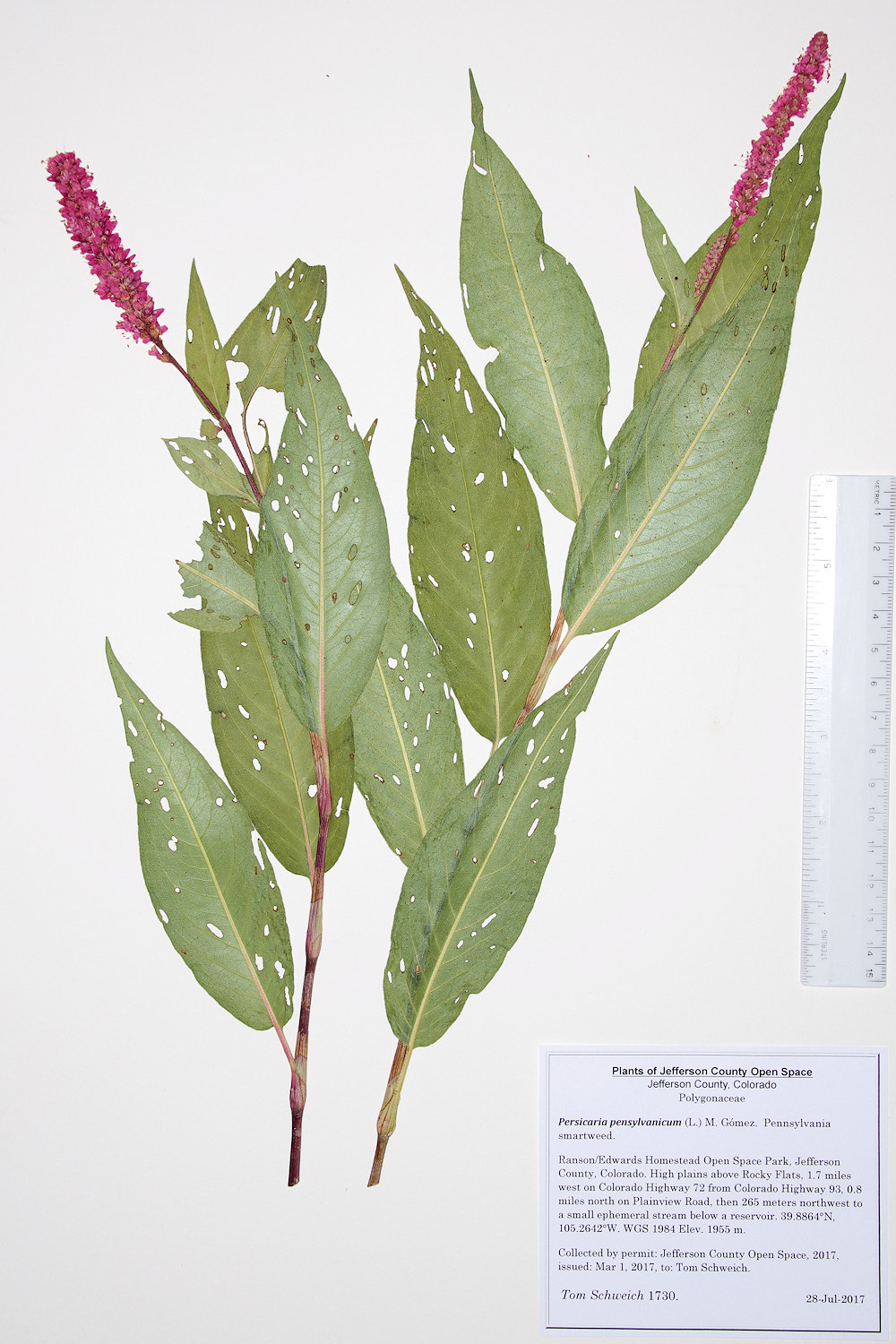 Polygonaceae Persicaria pensylvanicum