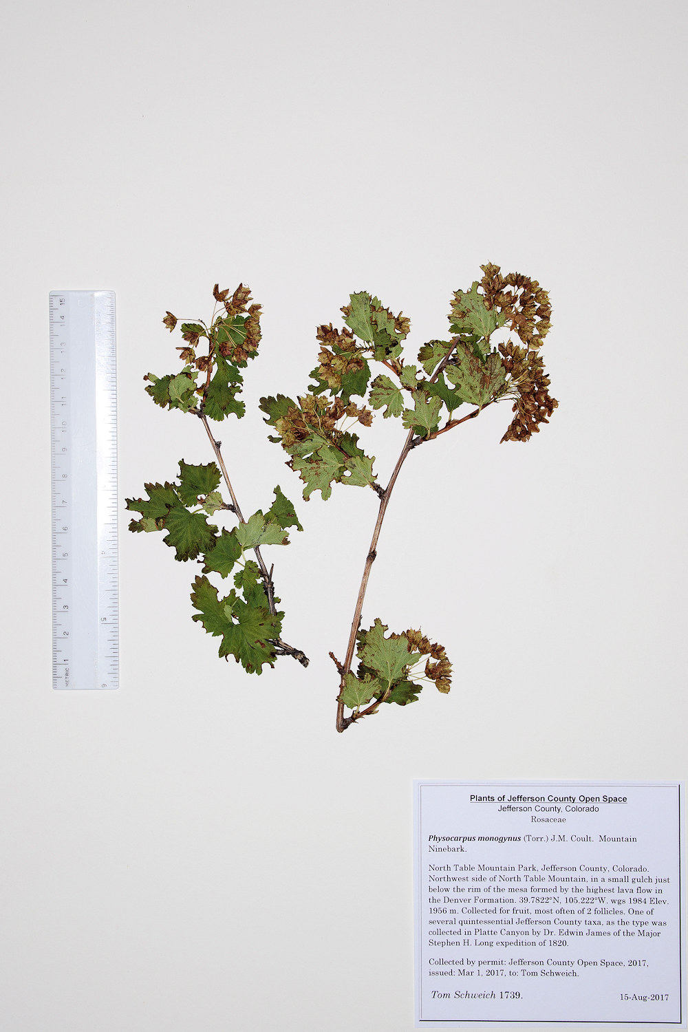 Rosaceae Physocarpus monogynus