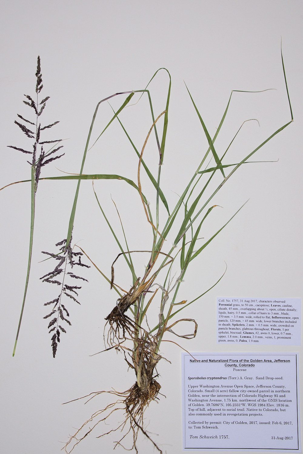 Poaceae Sporobolus cryptandrus