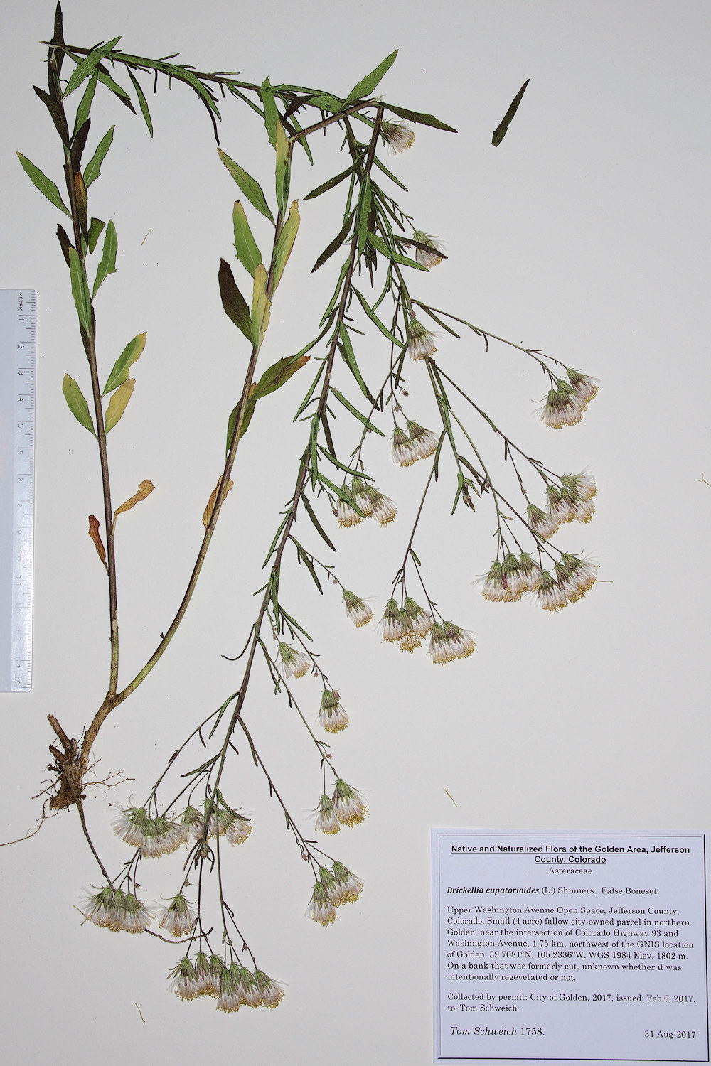 Asteraceae Brickellia eupatorioides