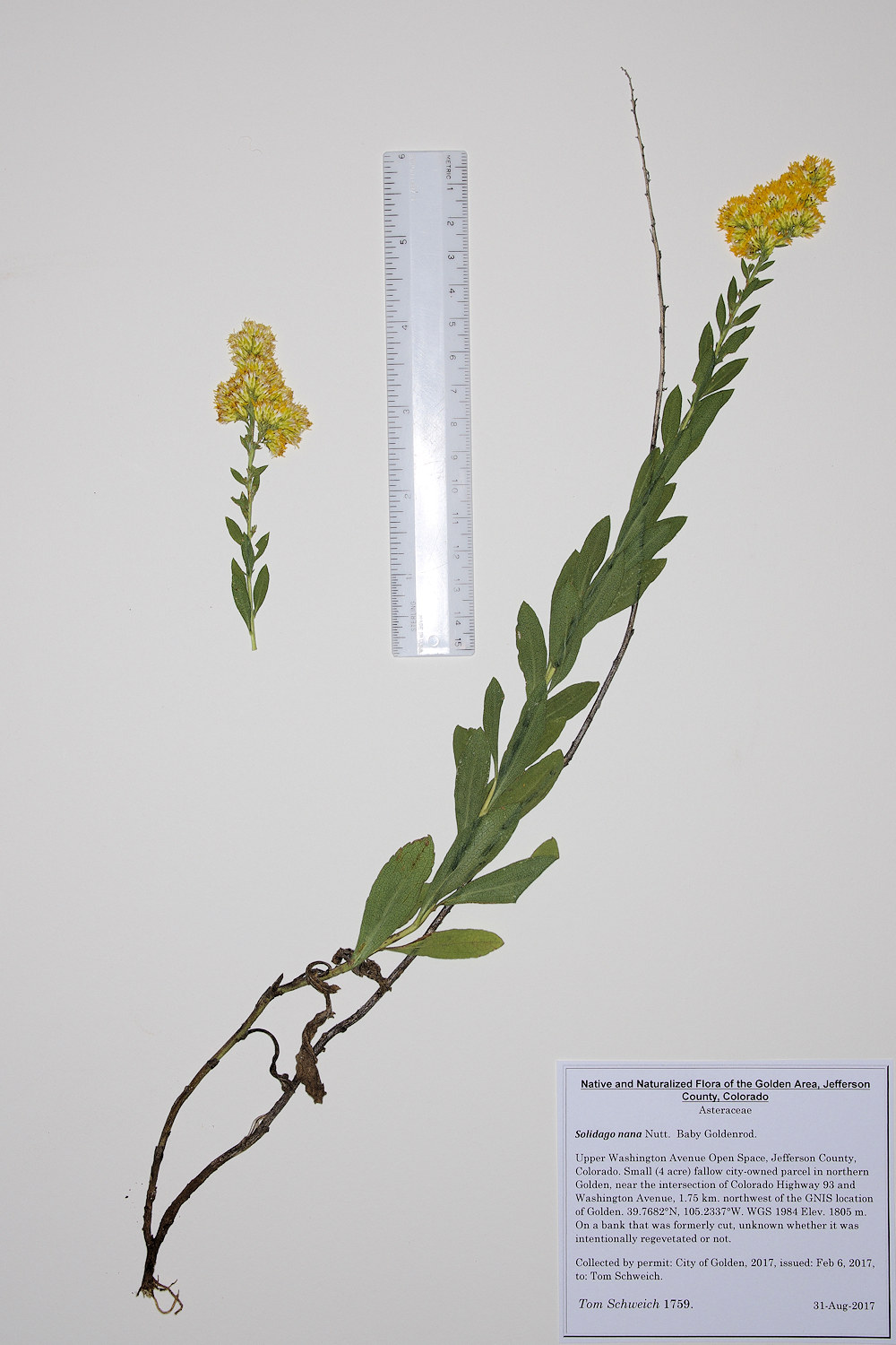 Asteraceae Solidago nana