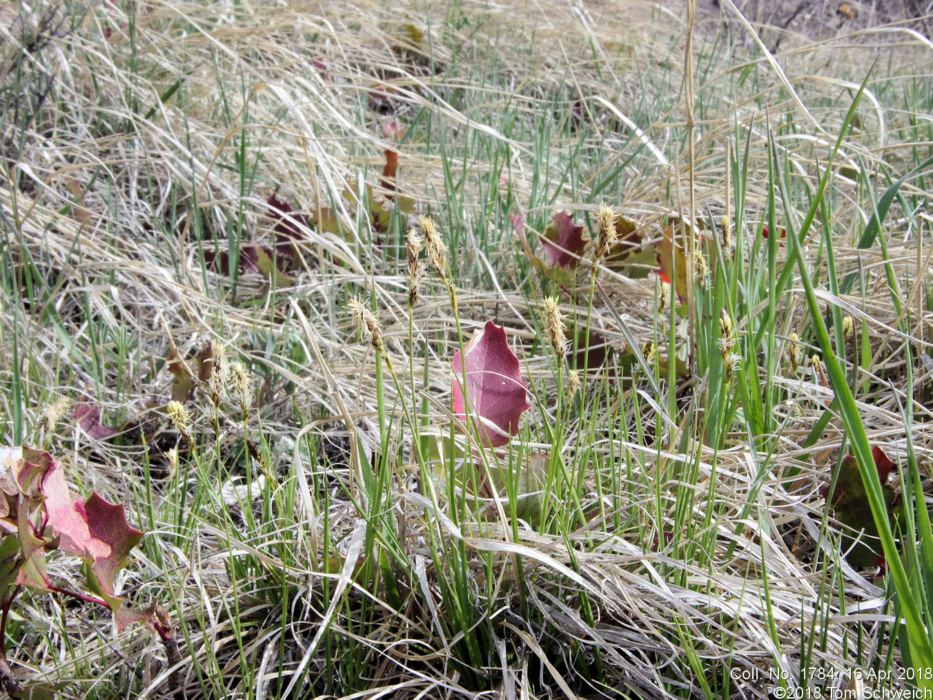 Cyperaceae Carex inops heliophila