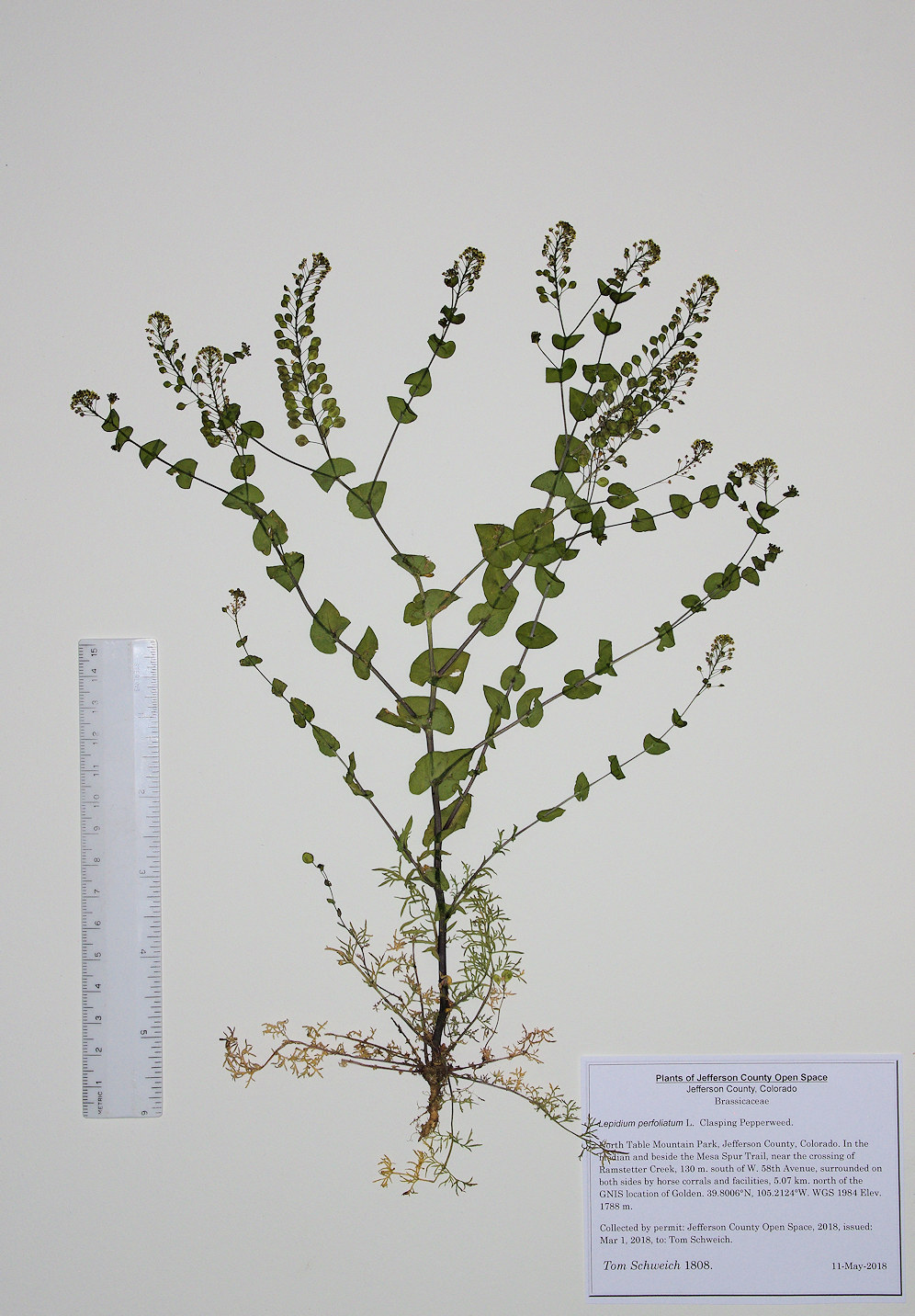 Brassicaceae Lepidium perfoliatum