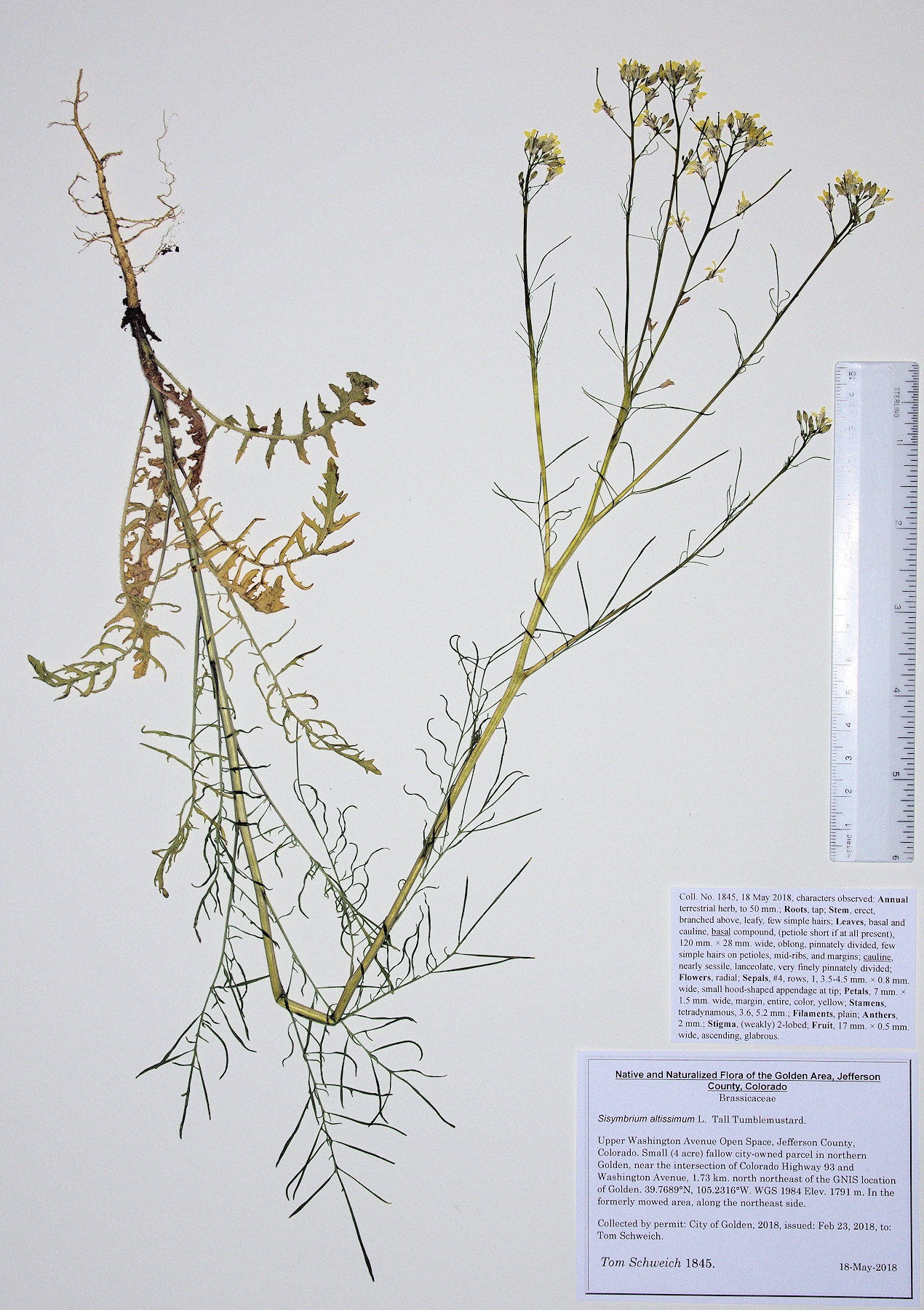 Brassicaceae Sisymbrium altissimim