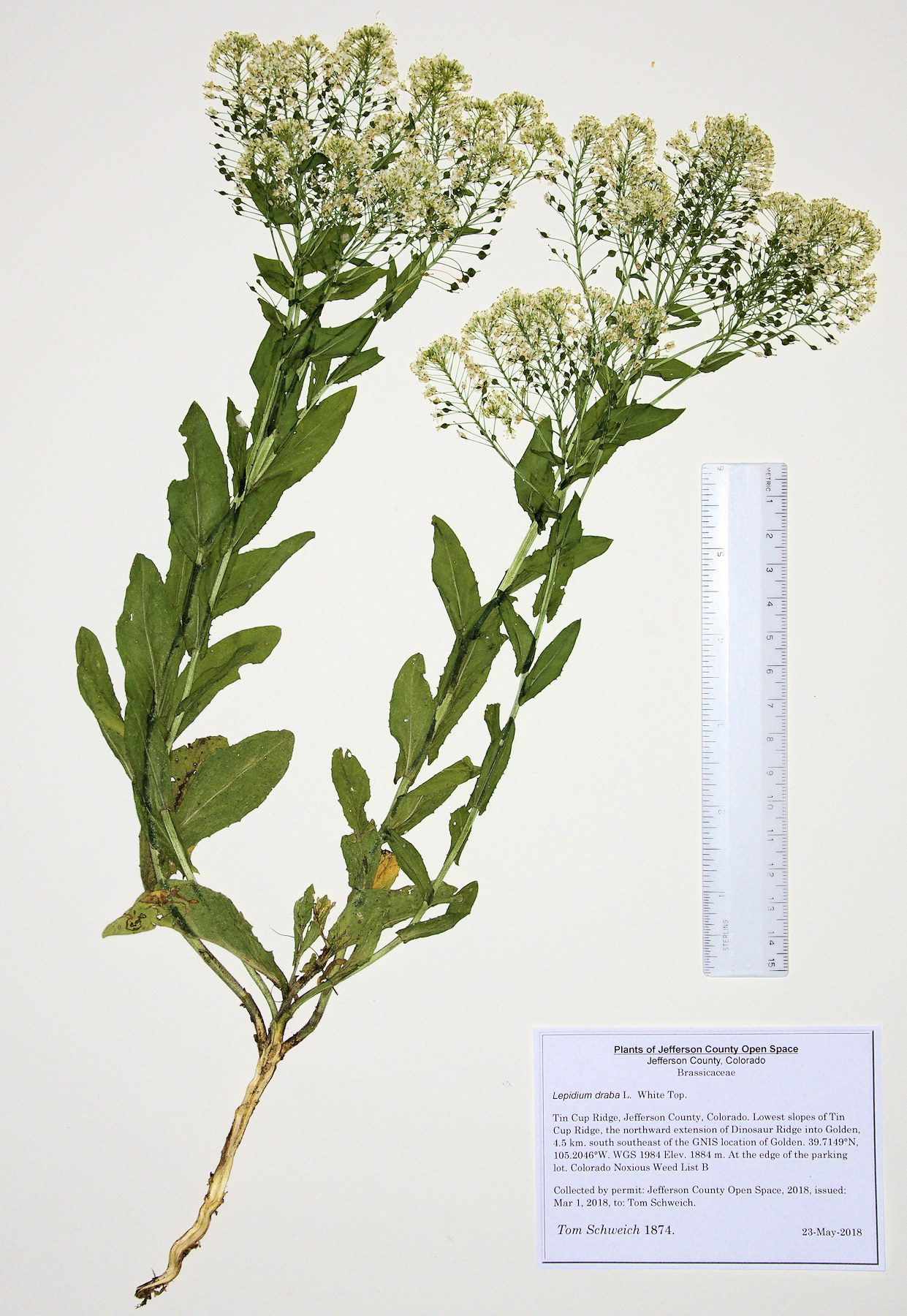 Brassicaceae Lepidium draba