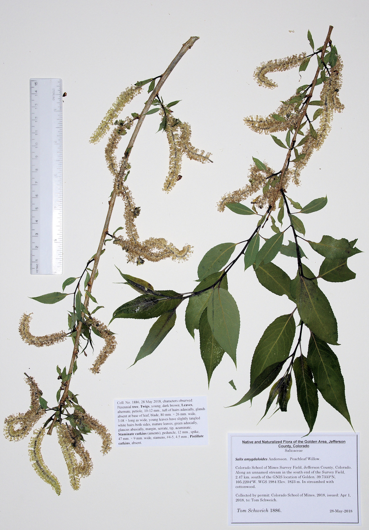Salicaceae Salix amygdaloides