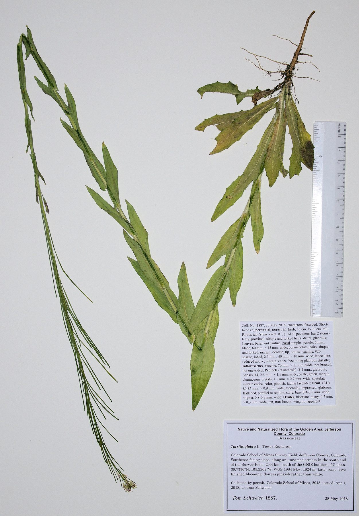 Brassicaceae Turritis glabra