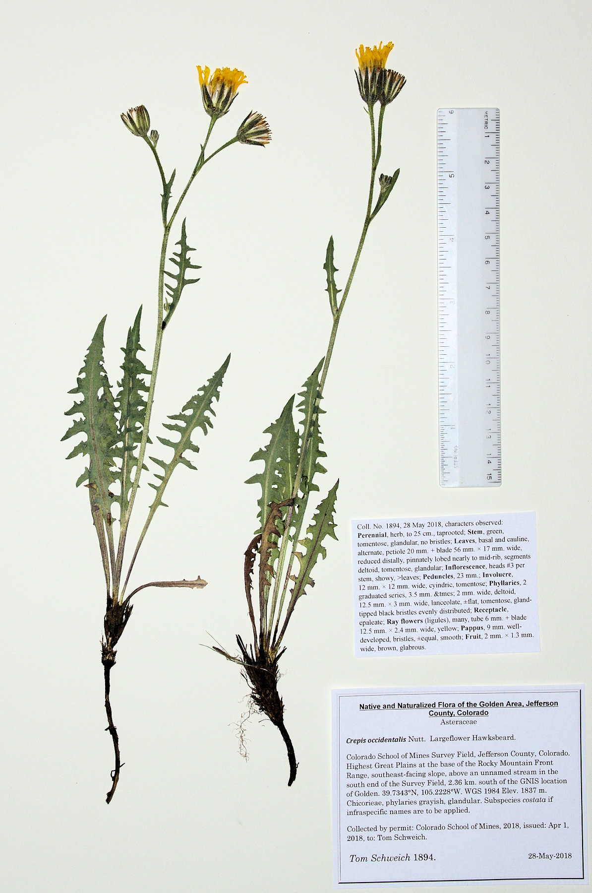 Asteraceae Crepis occidentalis