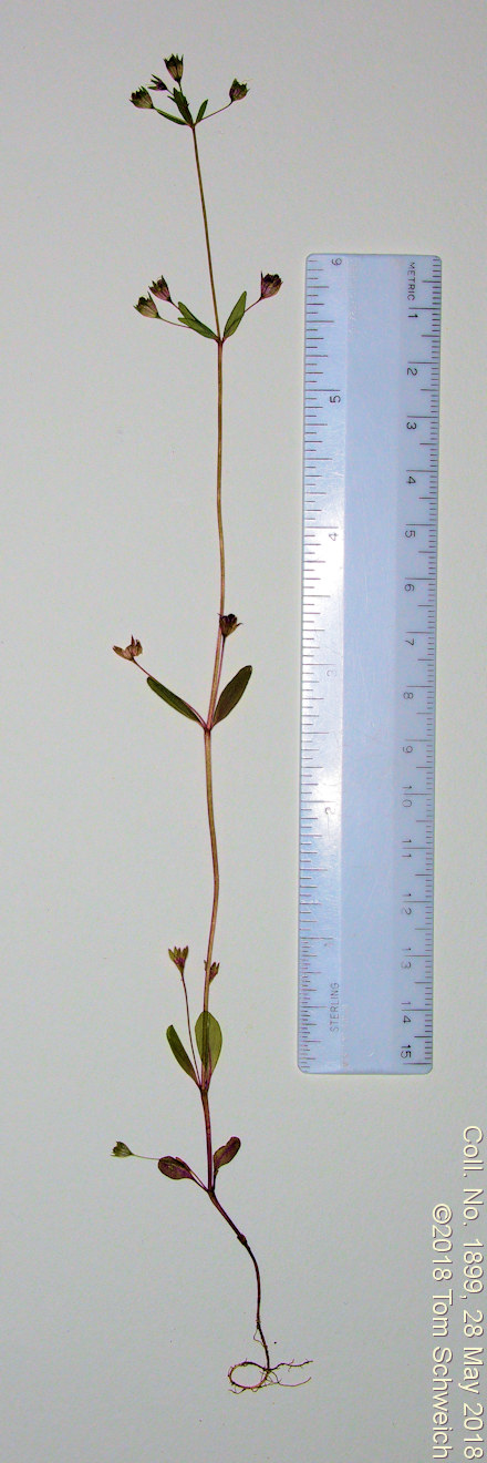 Plantaginaceae Collinsia parviflora