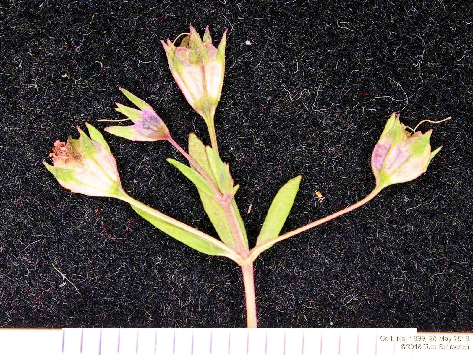 Plantaginaceae Collinsia parviflora