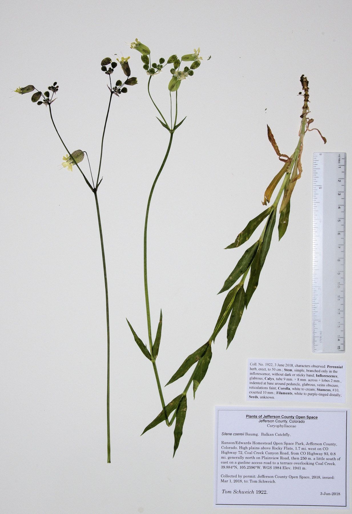 Caryophyllaceae Silene csereii