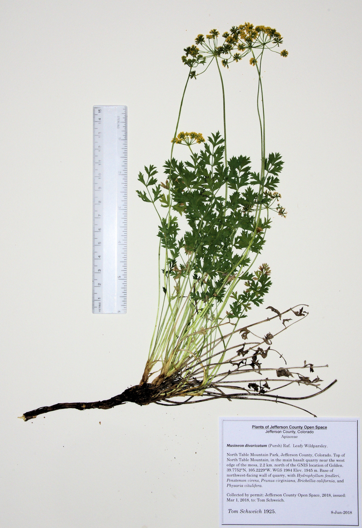 Apiaceae Aletes acaulis