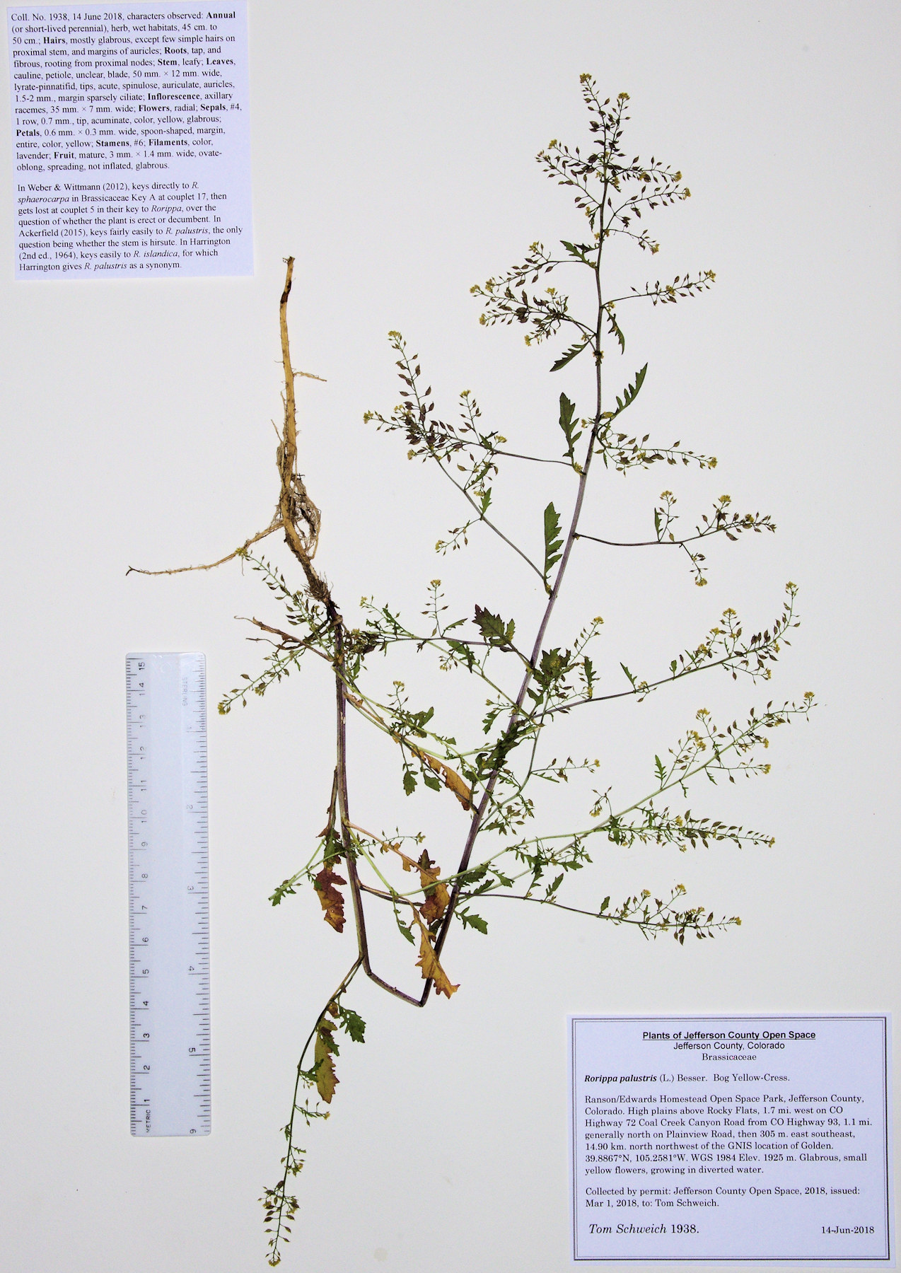Brassicaceae Rorippa palustris