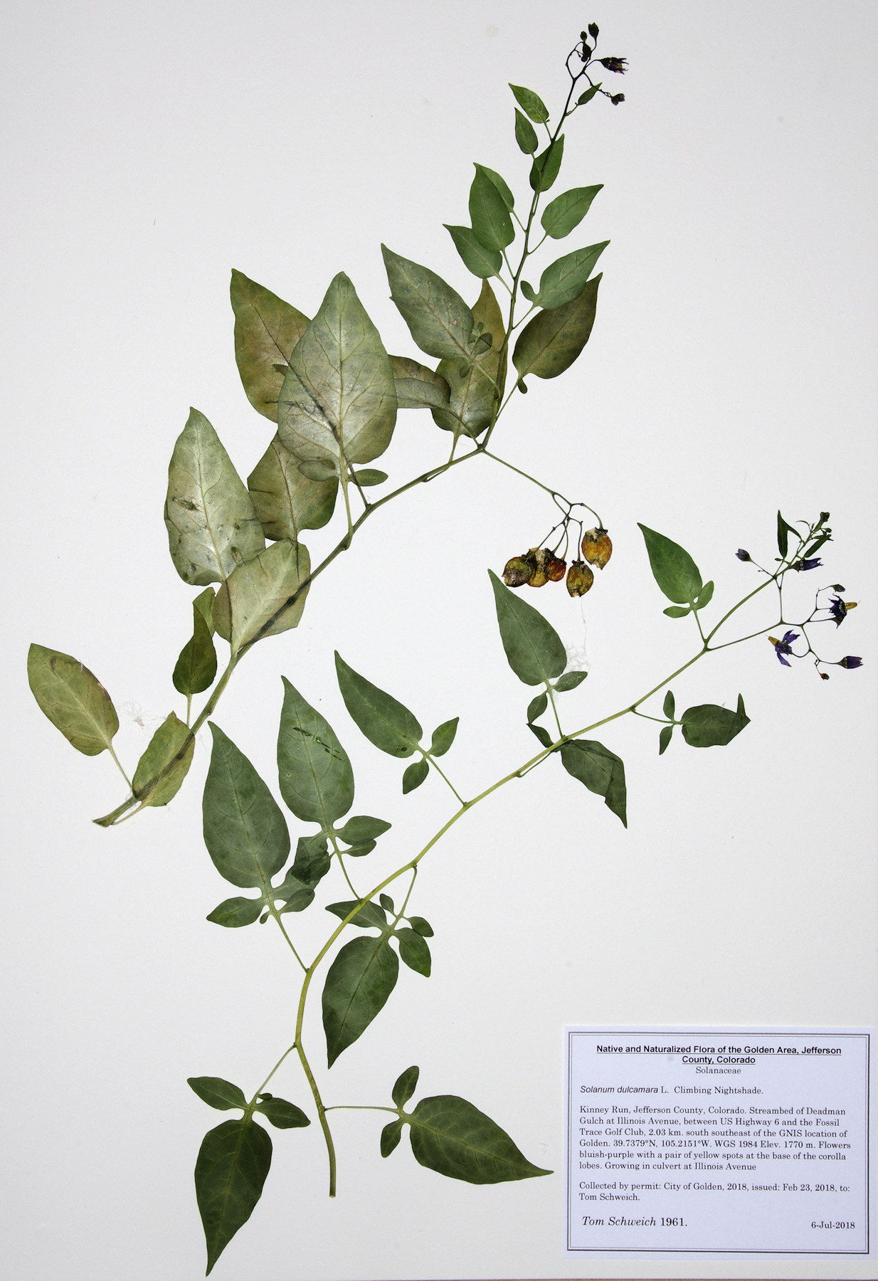 Solanaceae Solanum dulcamara