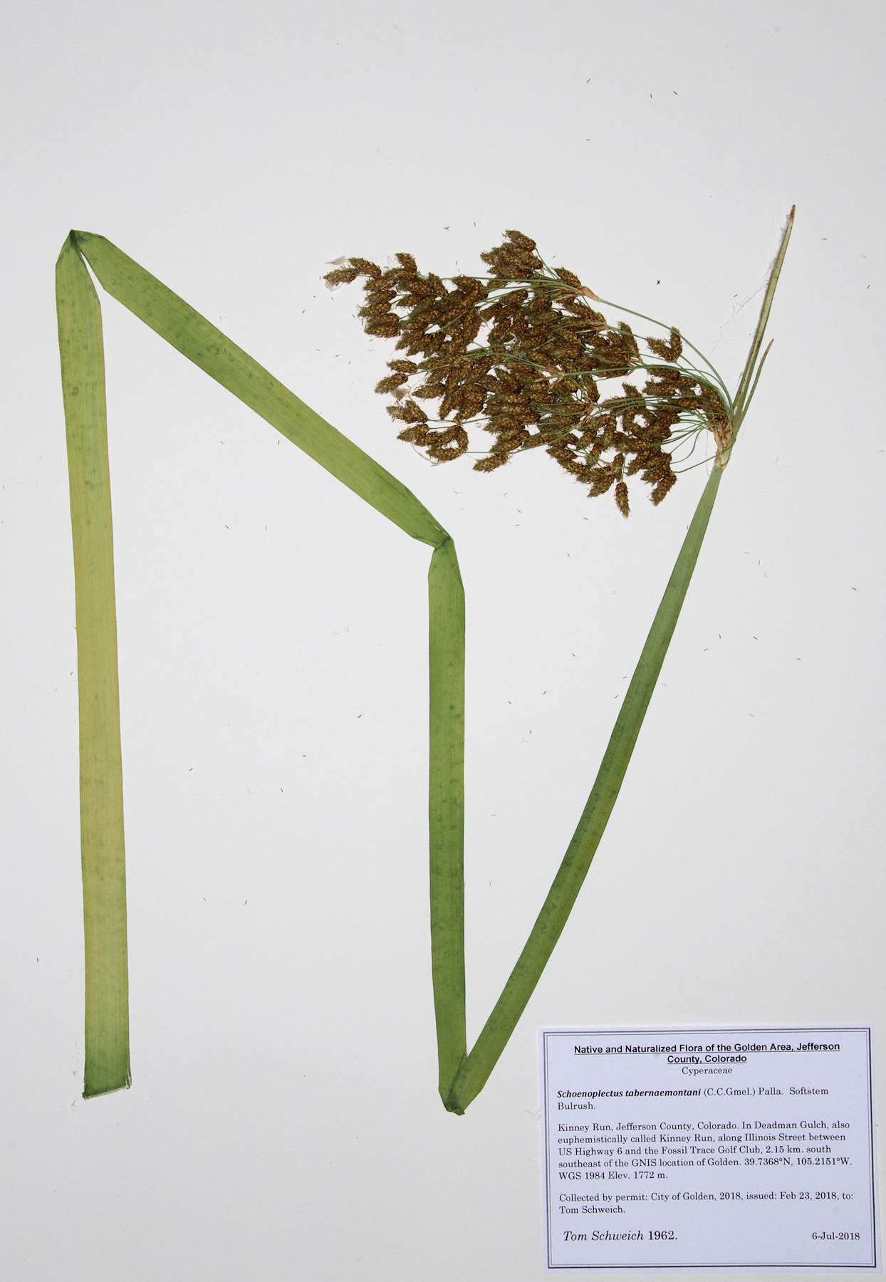 Cyperaceae Schoenoplectus tabernaemontani