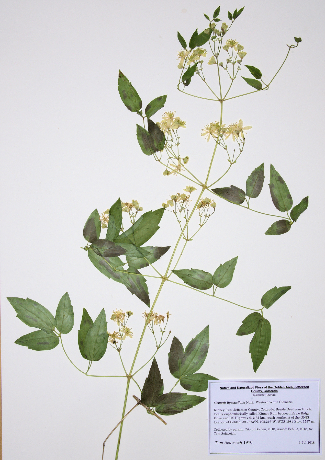 Ranunculaceae Clematis ligustifolia