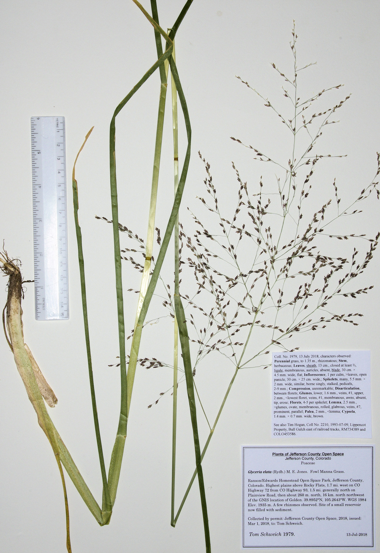Poaceae Glyceria elata
