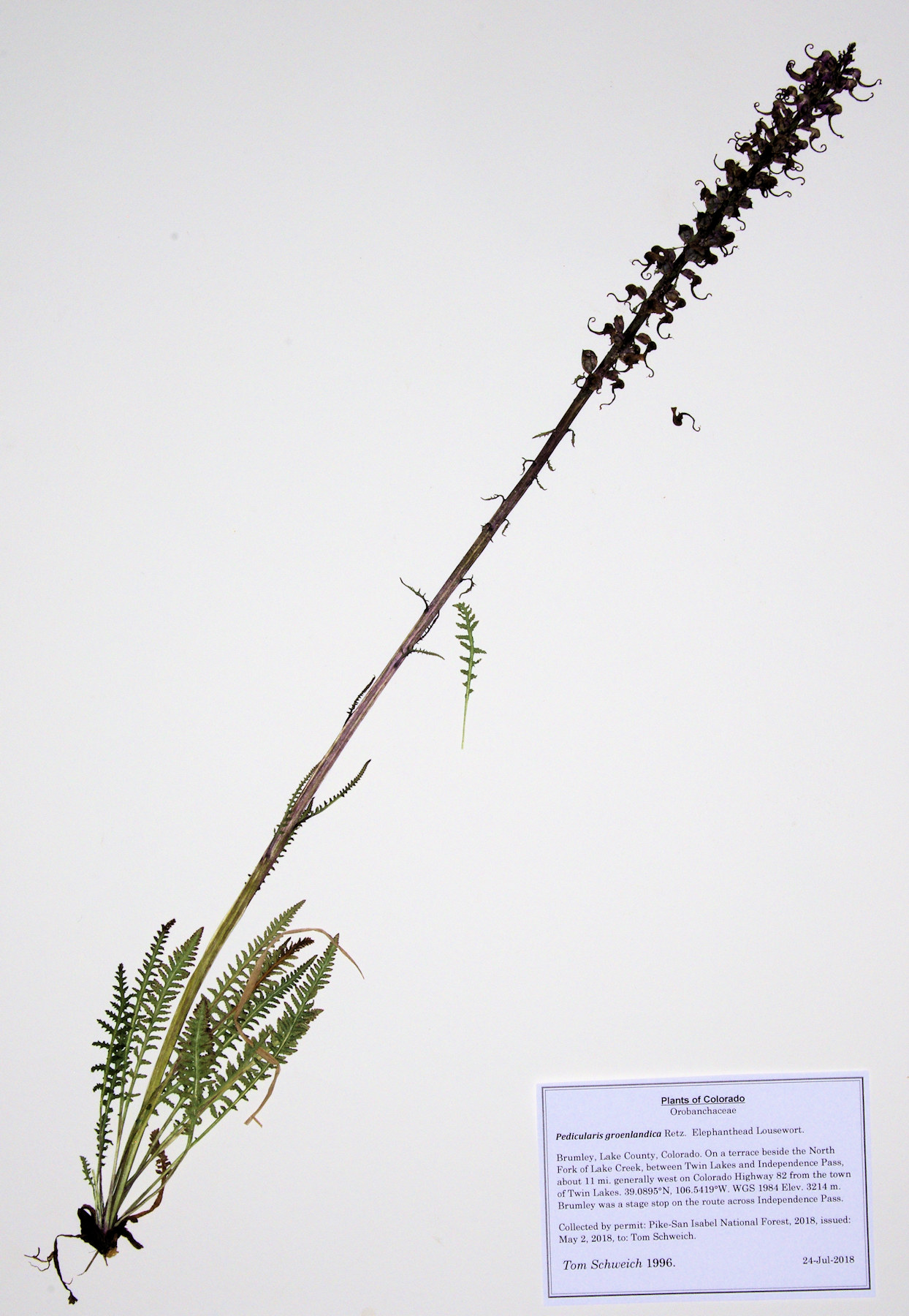 Orobanchaceae Pedicularis groenlandica