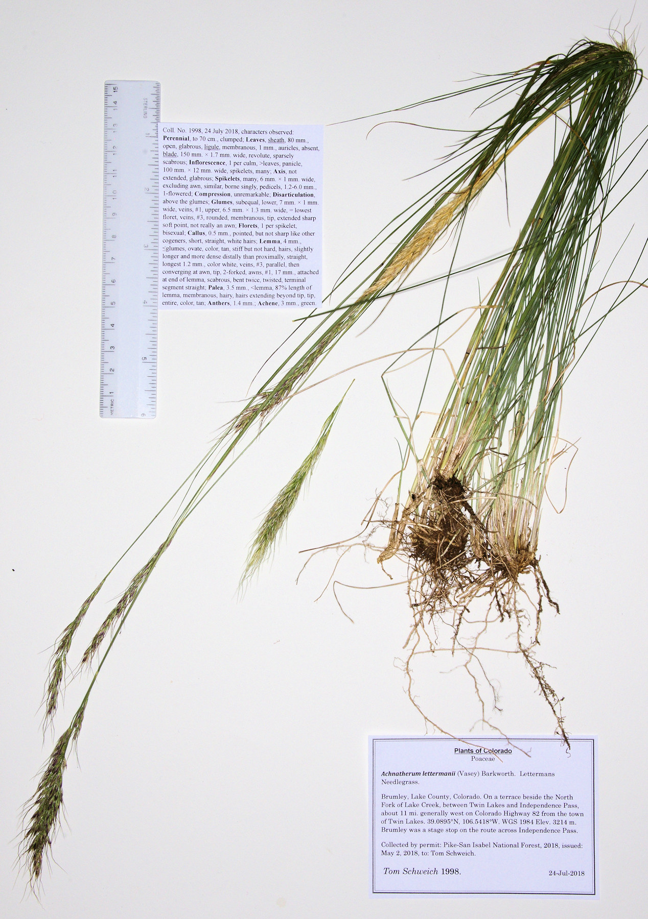 Poaceae Achnatherum lettermanii