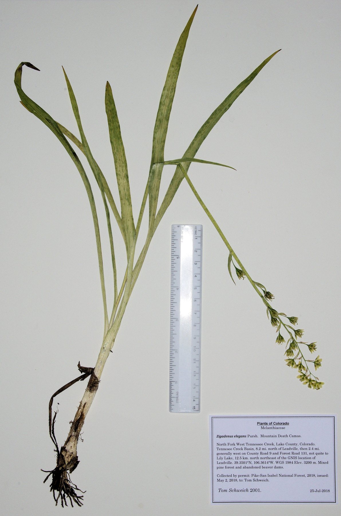 Melanthiaceae Zigadenus elegans