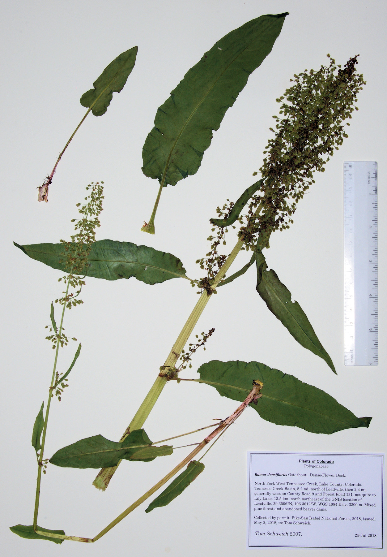 Polygonaceae Rumex densiflorus