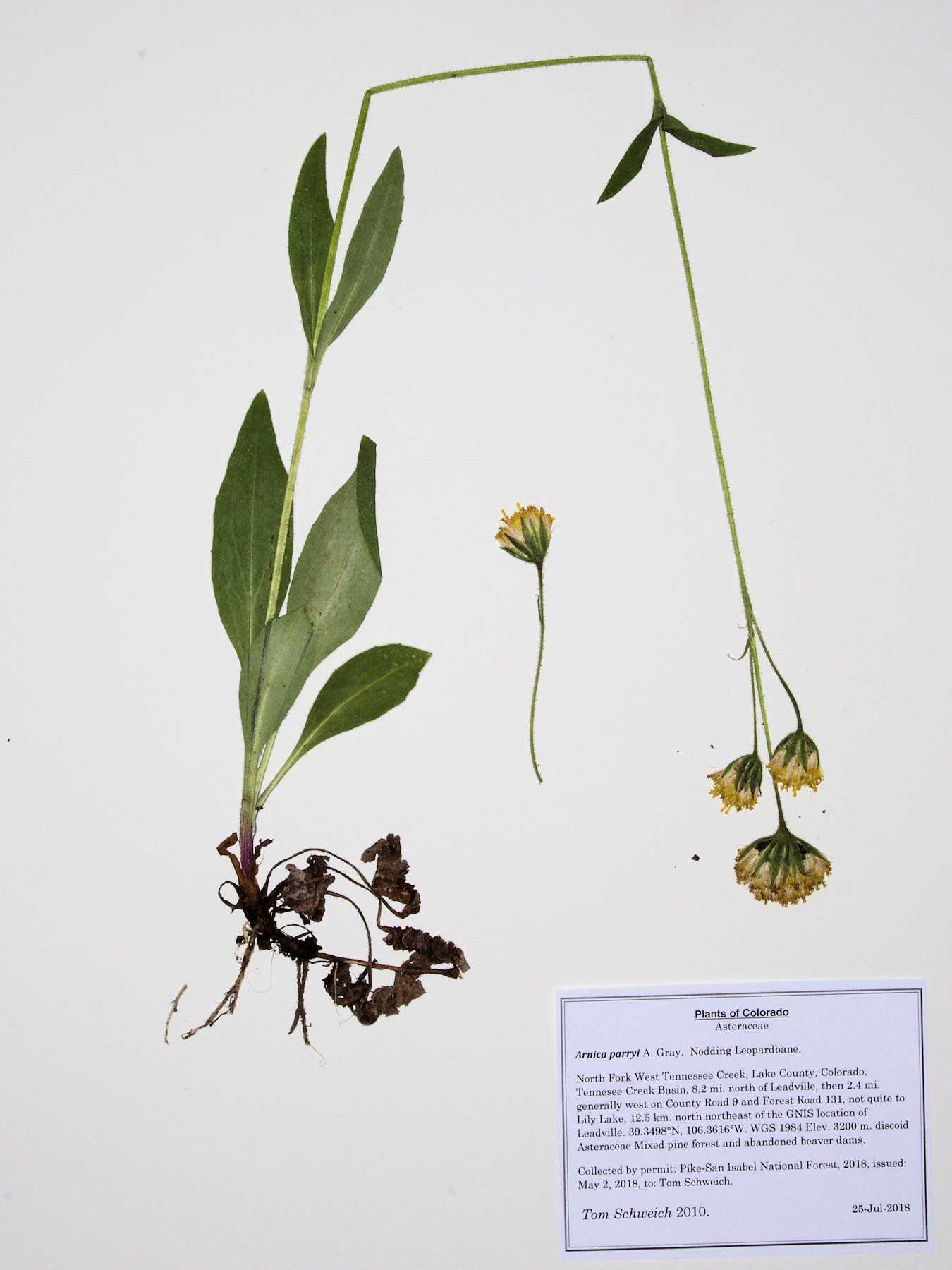 Asteraceae Arnica parryi