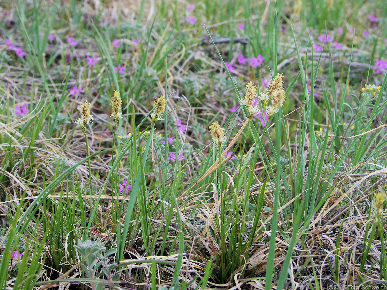 Cyperaceae Carex inops heliophila