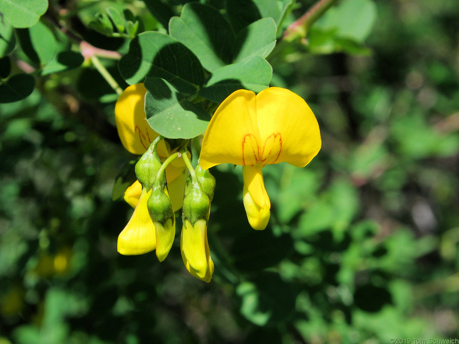 Fabaceae Colutea arborescens