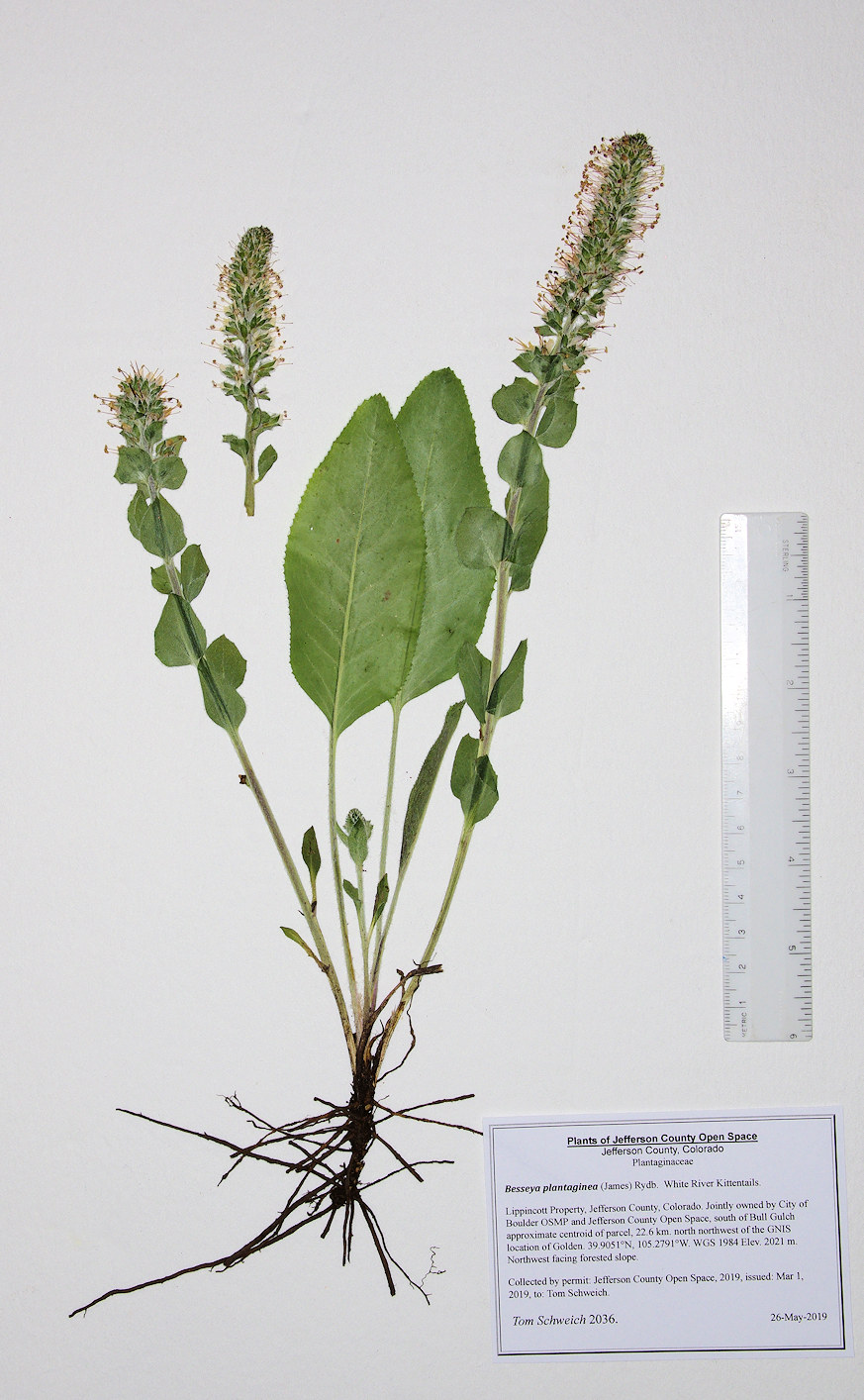Plantaginaceae Besseya plantaginea