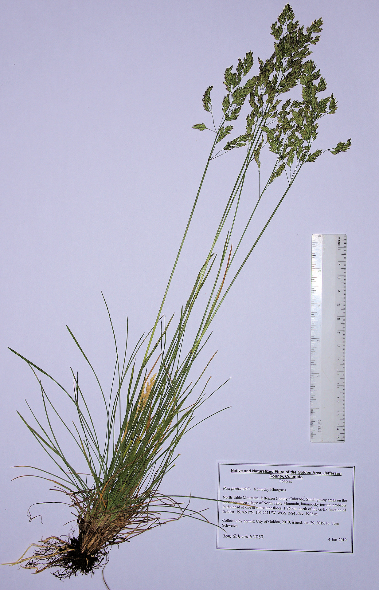 Poaceae Poa pratensis